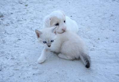 狗 猫 小狗 小猫 动物 家畜 狗猫