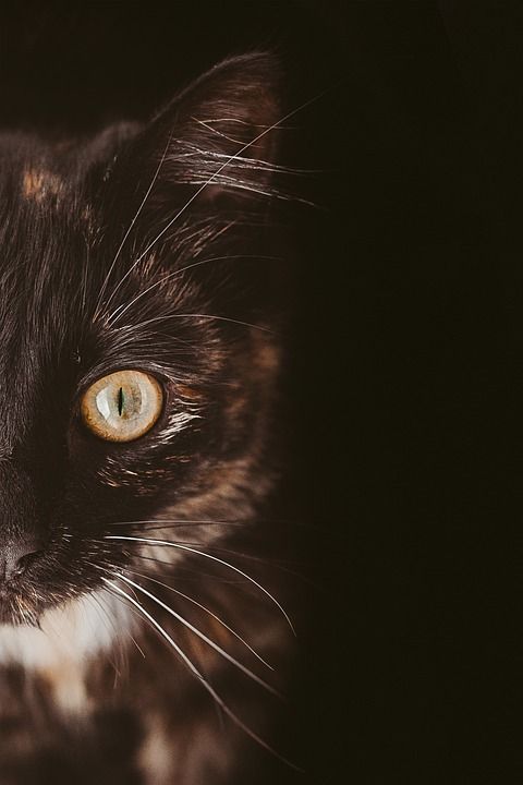 猫 猫科动物 宠物 猫的眼睛 胡须 脸 肖像 动物 毛皮