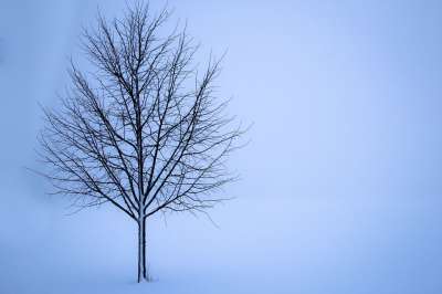 树 雪 冬天 孤独的 景观 霜 孤独 冻结 寒冷的 季节