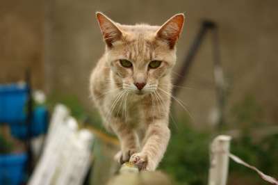 猫 小猫 品种猫 鲭鱼 老虎 虎猫 栅栏 平衡