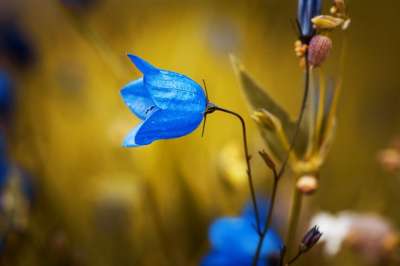 风铃草 蓝花 花瓣 蓝色的花瓣 Harebell 风铃圆叶圆 花