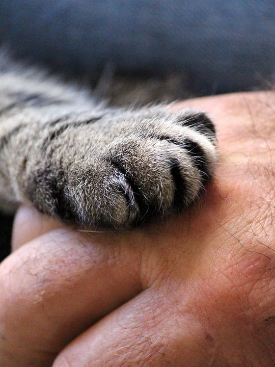 猫的爪子 手 猫 人的 信托 握手 关闭 爪子 爪子印 毛皮