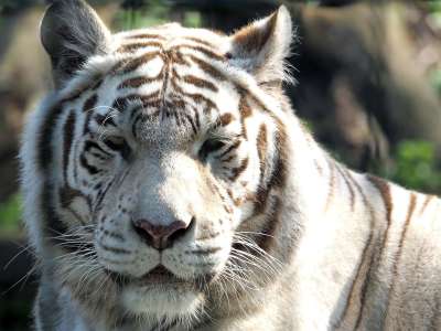 老虎 白色的老虎 大猫 捕食者 白色的 野猫 孟加拉虎 白孟加拉虎
