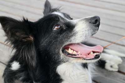 狗 边境牧羊犬 宠物 动物 犬类 户外
