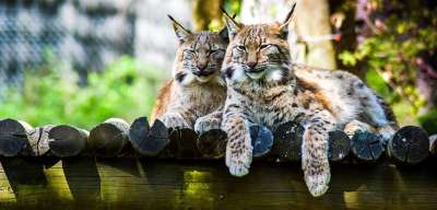 动物园 Paugres 阿尔代什 动物 访问 假日 猞猁 野猫
