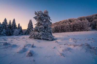 雪 冬天 冷 性质 景观 莫罗佐夫 冷冻的 日出 山 树木