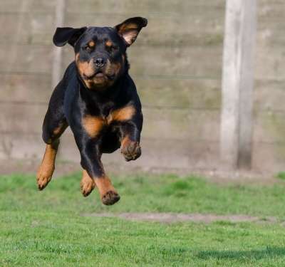 罗威纳犬 走狗 飞跃 狗跑 动物收容所 动物寄宿 狗寄宿 表达