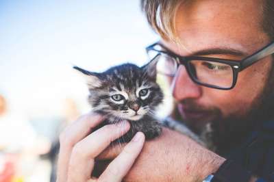 男人 小猫 宠物 所有者 基蒂 虎斑猫 猫 灰色虎斑 可爱的
