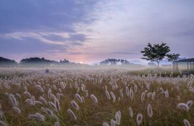 芦苇 沼泽 树 秋天 森林 日出 景观 芦苇 芦苇 芦苇