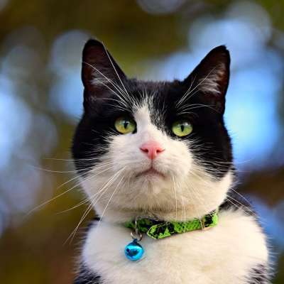 猫 动物 哺乳动物 猫科动物 肖像 脸 眼睛 鼻子 胡须
