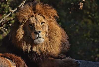狮子 捕食者 危险的 鬃毛 大猫 男性 动物园 野生动物 非洲