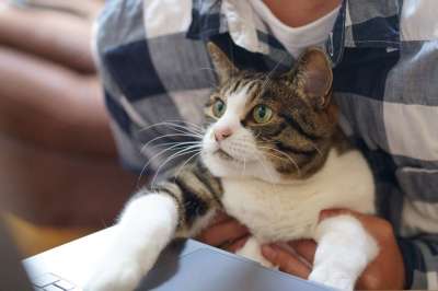 猫 工作 技术 宠物 可爱的 个人电脑 键盘 远程工作 猫