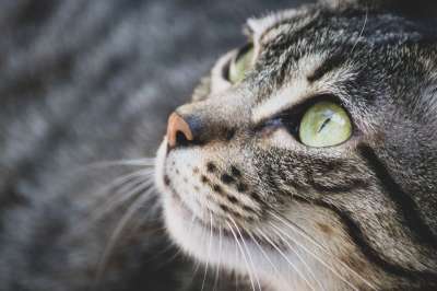 猫 猫科动物 眼睛 动物 国内的 宠物 胡须