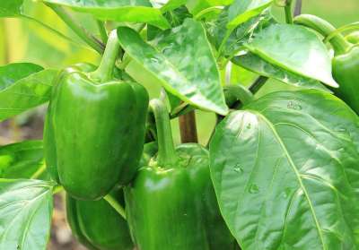 辣椒 茄属植物 青辣椒 绿色 蔬菜 新鲜 健康 维生素 调味料