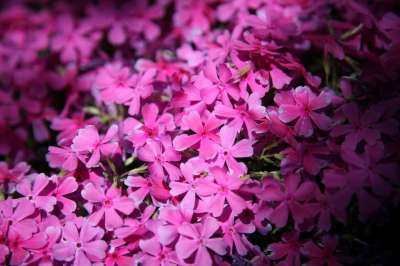 花草 花 植物 大自然 花园 植物园 森林 景观 公园 户外的
