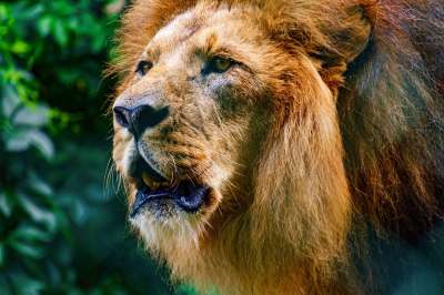 狮子 捕食者 野生动物 大猫 男性 危险的 野猫