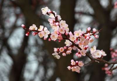 季度 树 花 大自然 梅花 杏 春天 花树 美丽的 四月
