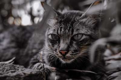 猫 宠物 猫科动物 动物 毛皮 基蒂 国内的 国内的猫 猫画像