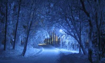 冬天 夜晚 蓝色的 阴影 树木 雪覆盖 寒冷的 下雪的 树