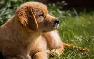 狗 金毛猎犬 小狗 小的 草 肖像 宠物 可爱的 动物肖像