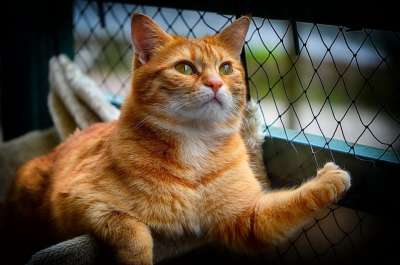 猫 宿醉 红色的 可爱的 鲭鱼 老虎 舒适 动物 家猫 毛皮