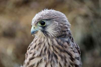 鹘 年轻的Hawk 猛禽 自由的生活 羽毛 幼兽 肖像 野生鸟