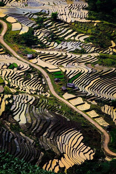 山 梯田 越南 云 风景 户外 旅行 旅游 山 山 梯田