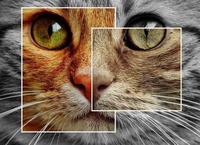 猫 大学 宿醉 红色的 可爱的 鲭鱼 老虎 舒适 动物 家猫