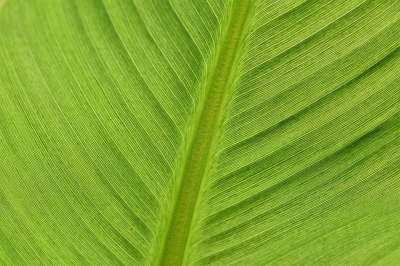 香蕉叶 叶子 植物学 特写 香蕉 纤维 植物群 植物 背景