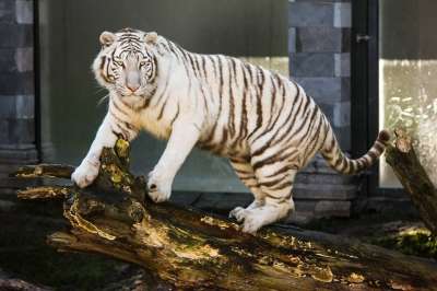 白色的老虎 动物 猫科动物 动物园