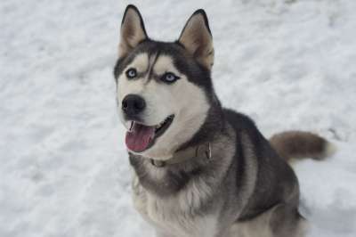 沙哑 狗 西伯利亚雪橇犬 雪橇狗