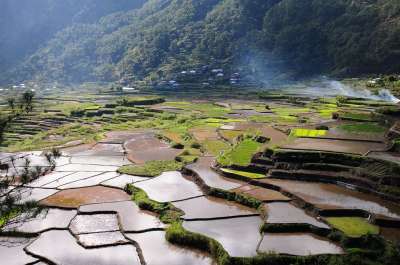 稻田 水稻梯田 景观 原野 农场 农田 农业 风景 风景秀丽的