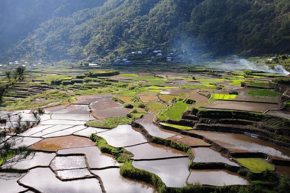 稻田, 水稻梯田, 景观, 原野, 农场, 农田, 农业, 风景, 风景秀丽的