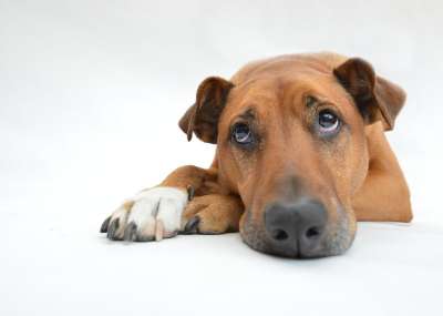 小狗 沉思 不情愿的 宠物 伤心 懒惰的 疲劳的 困 犬类