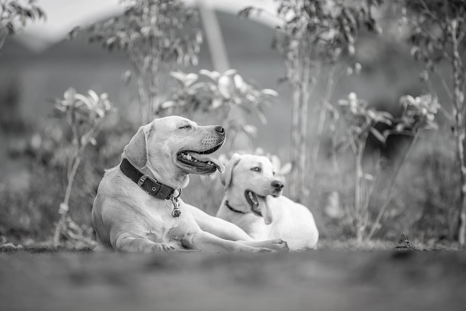 小狗, 宠物, 犬类, 动物, 毛皮, 鼻子, 哺乳动物, 狗肖像, 动物世界