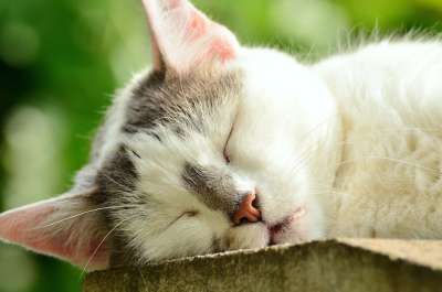 猫 猫脸 睡觉 Katzenkopf 累 白色的猫 家畜 家猫