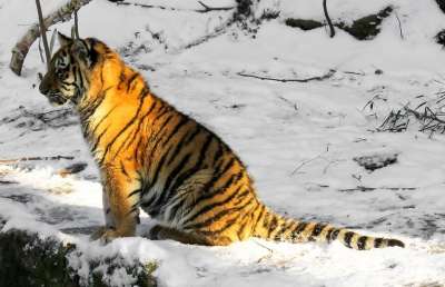 老虎 小老虎 大猫 幼兽 纽伦堡 荒野 冬天 寒冷的 年轻的老虎
