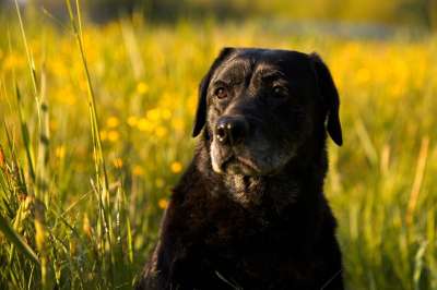 狗 宠物 拉布拉多犬 实验室 黑狗 动物 家犬 犬类 哺乳动物