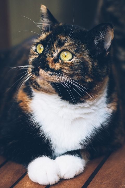 猫 家猫 幸运猫 家畜 动物 肖像 野生动物 哺乳动物 毛茸茸的