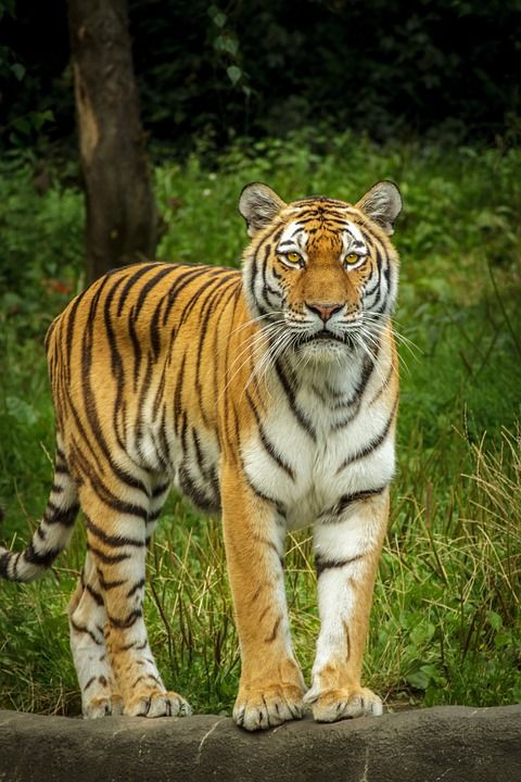 金钱豹底格里斯河 Altaica 老虎 西伯利亚 Amurtiger