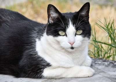 猫 猫科动物 动物 肖像 驯化 黑色 白色的