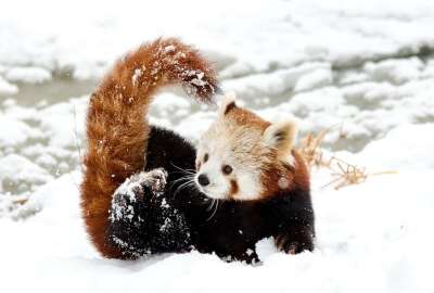 中国大熊猫 小熊猫 雪 玩 动物园 冬天 寒冷的 白色的 毛皮