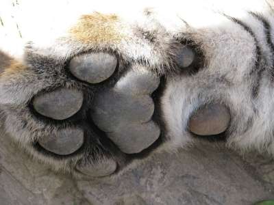 老虎 动物 非洲 猫 爪子 年轻 苹果浏览器 野生动物 灰猫