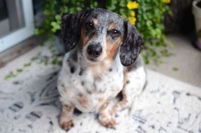 狗 腊肠犬 动物 维也纳狗 肖像 坐着 腊肠狗 獾狗 品种