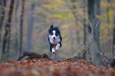 落下 狗 走狗 森林 树叶 自然 边境牧羊犬