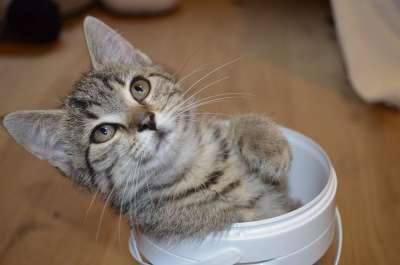 猫 可爱的 小猫 桶 老虎 婴儿 饮食 称重 天秤座