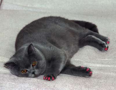 英国猫 灰猫 肥猫 猫修指甲 粉红色清漆 肥猫 肥猫 肥猫 肥猫