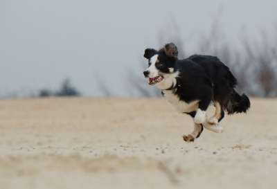 走狗 边境牧羊犬 海滩 夏天 年轻的狗