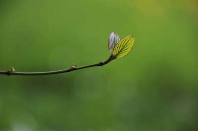 大自然壁纸 自然壁纸 高清壁纸 叶子 罗斯托克 增长 植物 小枝