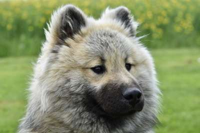 狗 狗Eurasier 狗的奥拉夫-蓝色 北欧狗 原始的种族 动物